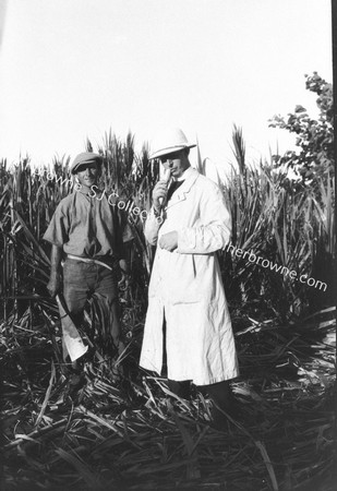 SUGAR - FIELDS : CUTTING CANE & SELF PORTRAIT